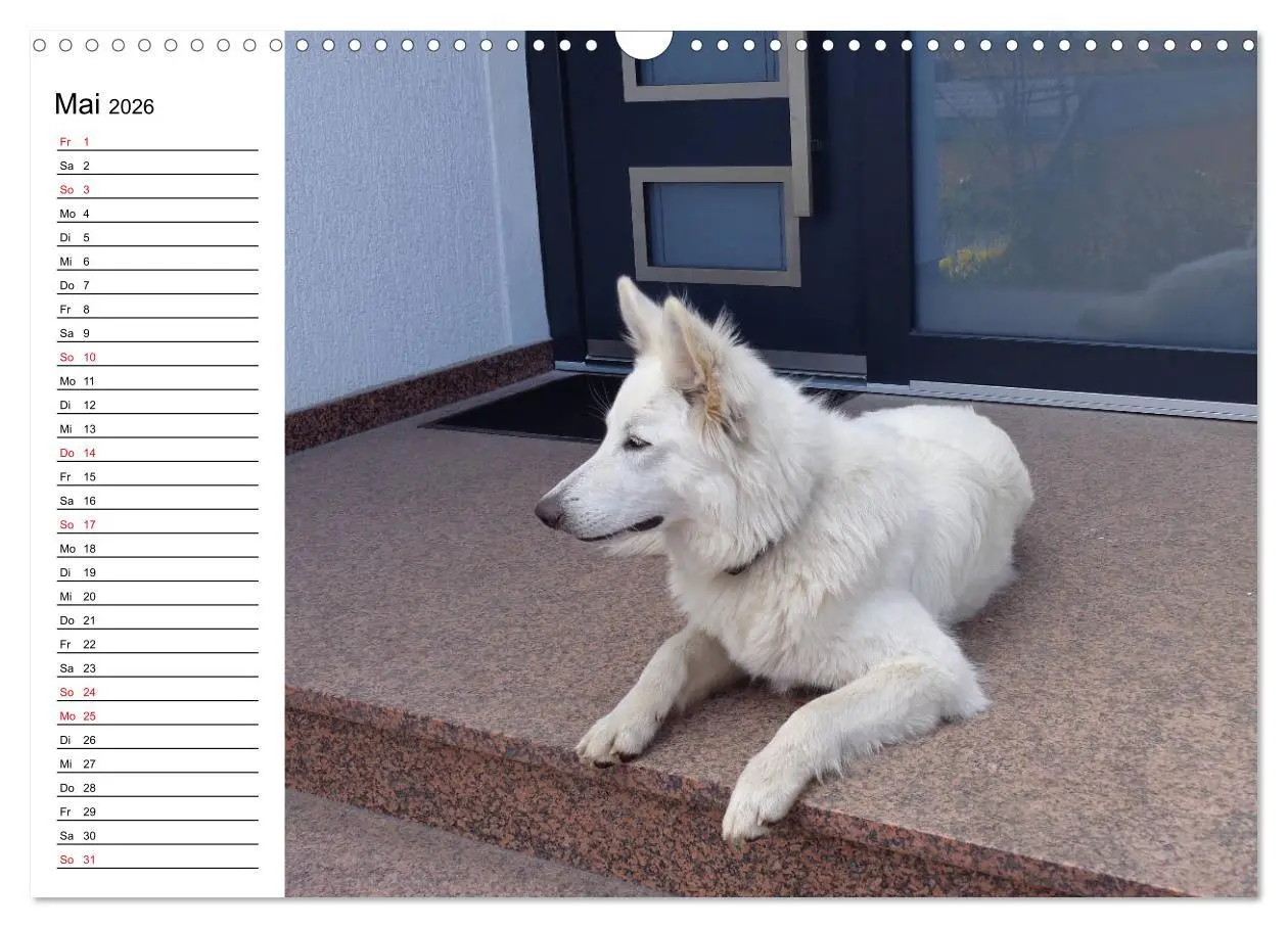 Bild: 9783457795941 | Berger Blanc Suisse - Weißer Schweizer Schäferhund (Wandkalender...