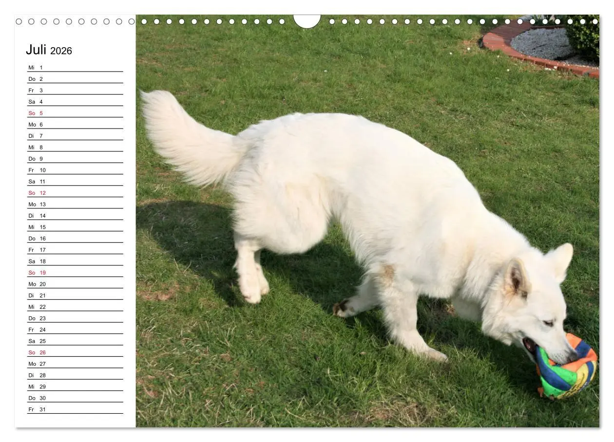 Bild: 9783457795941 | Berger Blanc Suisse - Weißer Schweizer Schäferhund (Wandkalender...