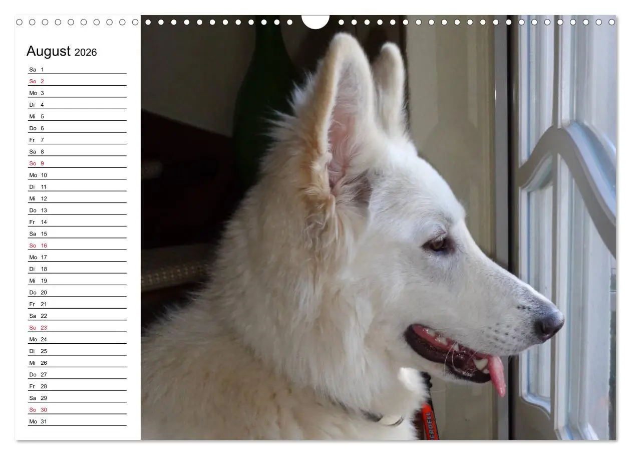 Bild: 9783457795941 | Berger Blanc Suisse - Weißer Schweizer Schäferhund (Wandkalender...