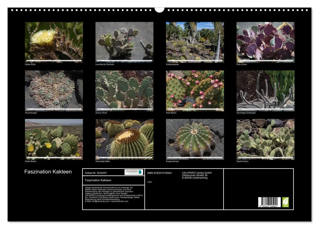 Bild: 9783516195941 | Faszination Kakteen (Wandkalender 2026 DIN A2 quer), CALVENDO...