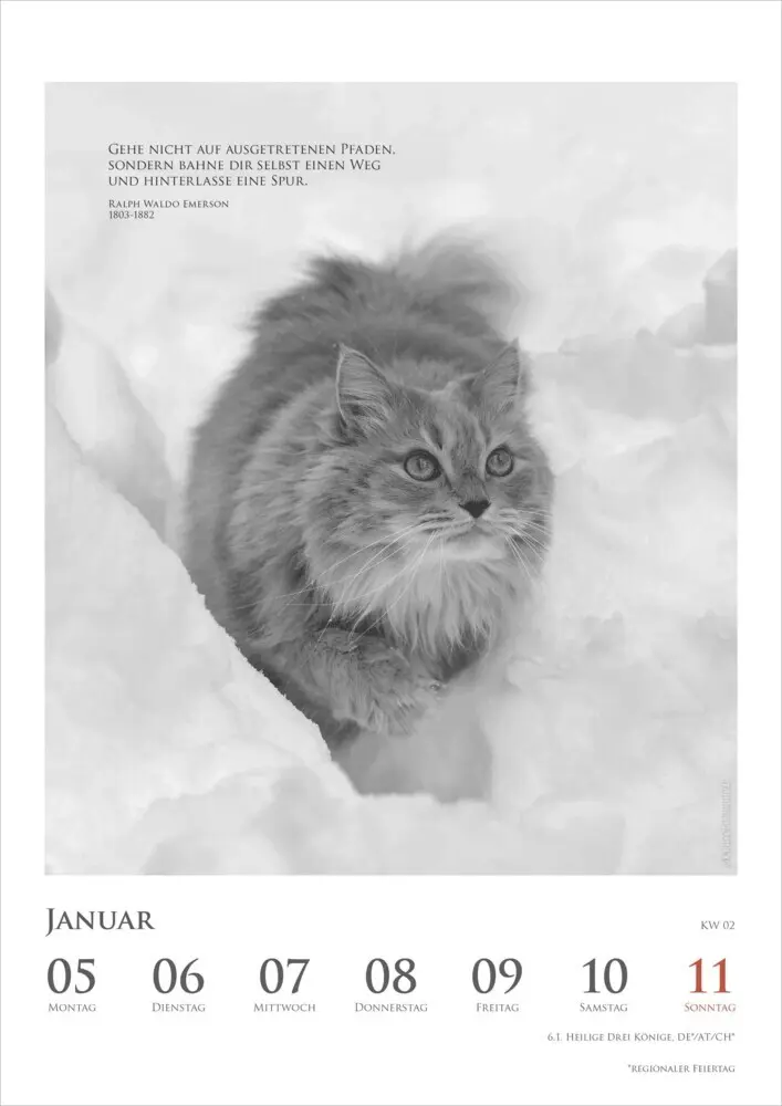 Bild: 4069095006041 | DUMONTS - Katzenkalender 2026 - Wochenkalender mit literarischen...