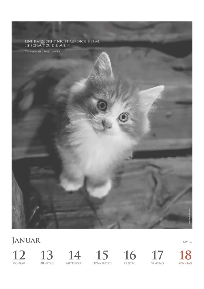 Bild: 4069095006041 | DUMONTS - Katzenkalender 2026 - Wochenkalender mit literarischen...