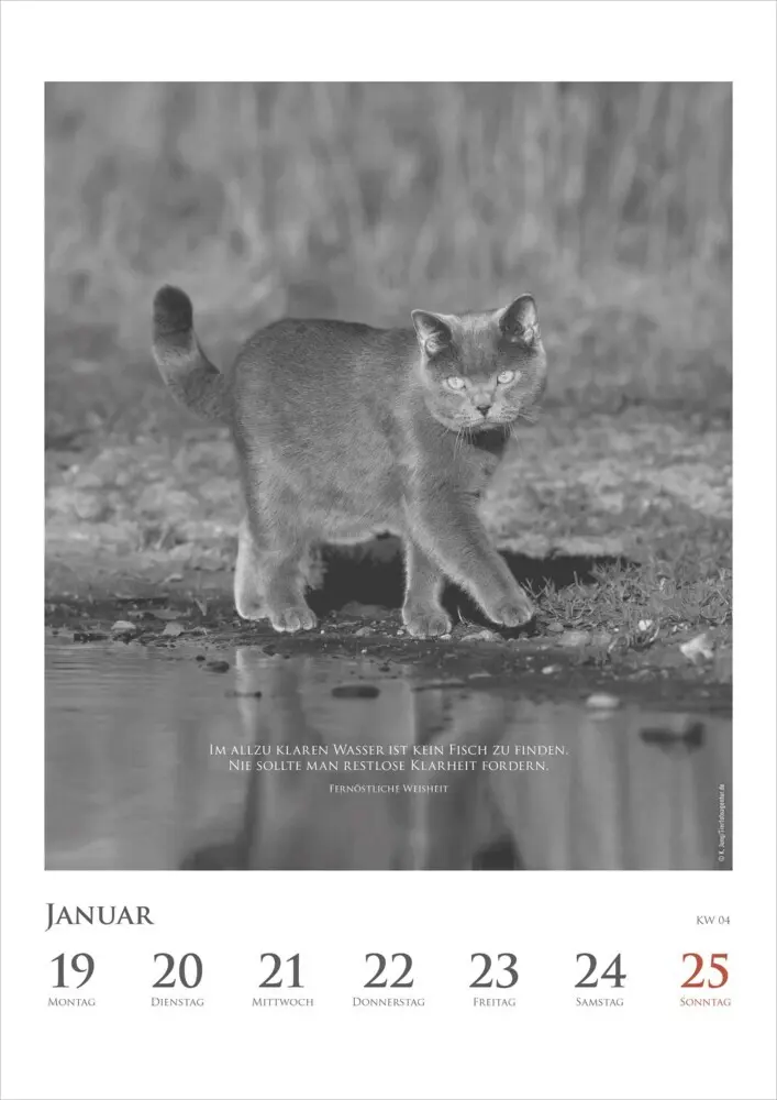 Bild: 4069095006041 | DUMONTS - Katzenkalender 2026 - Wochenkalender mit literarischen...