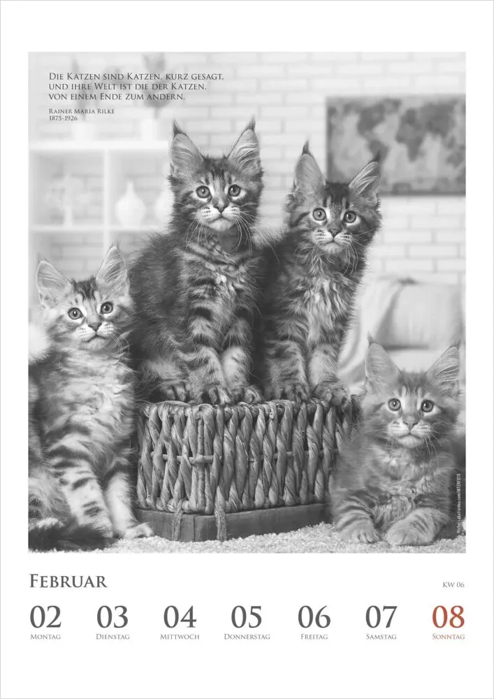 Bild: 4069095006041 | DUMONTS - Katzenkalender 2026 - Wochenkalender mit literarischen...