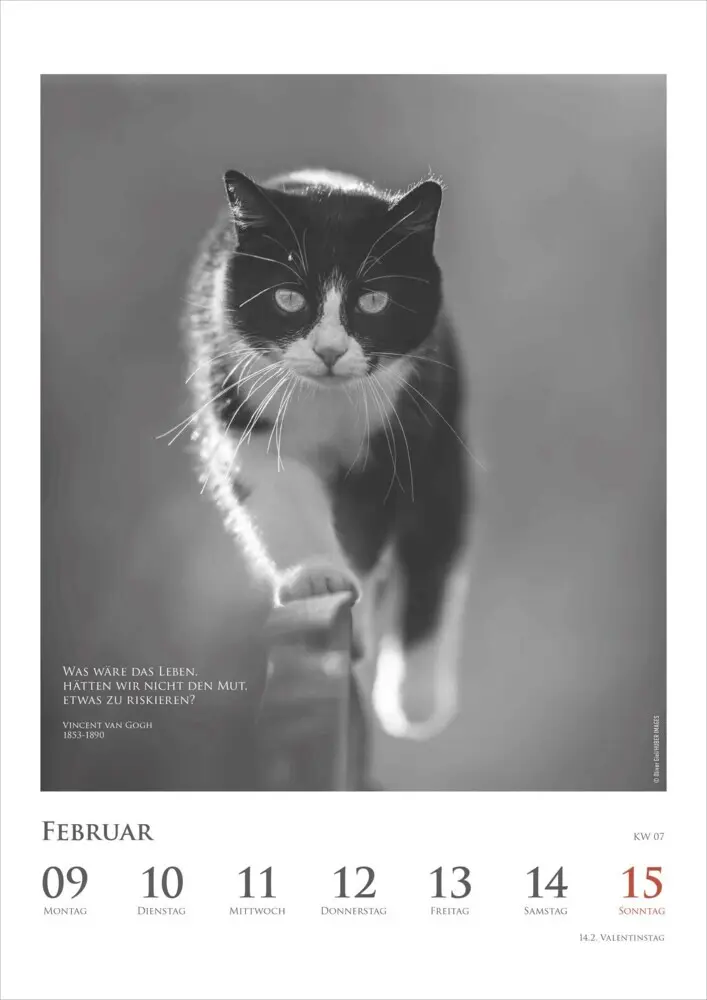Bild: 4069095006041 | DUMONTS - Katzenkalender 2026 - Wochenkalender mit literarischen...