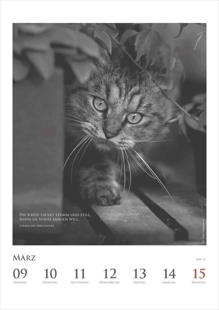 Bild: 4069095006041 | DUMONTS - Katzenkalender 2026 - Wochenkalender mit literarischen...
