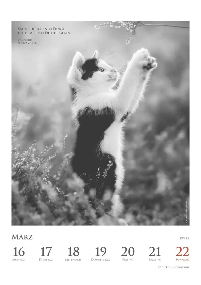 Bild: 4069095006041 | DUMONTS - Katzenkalender 2026 - Wochenkalender mit literarischen...