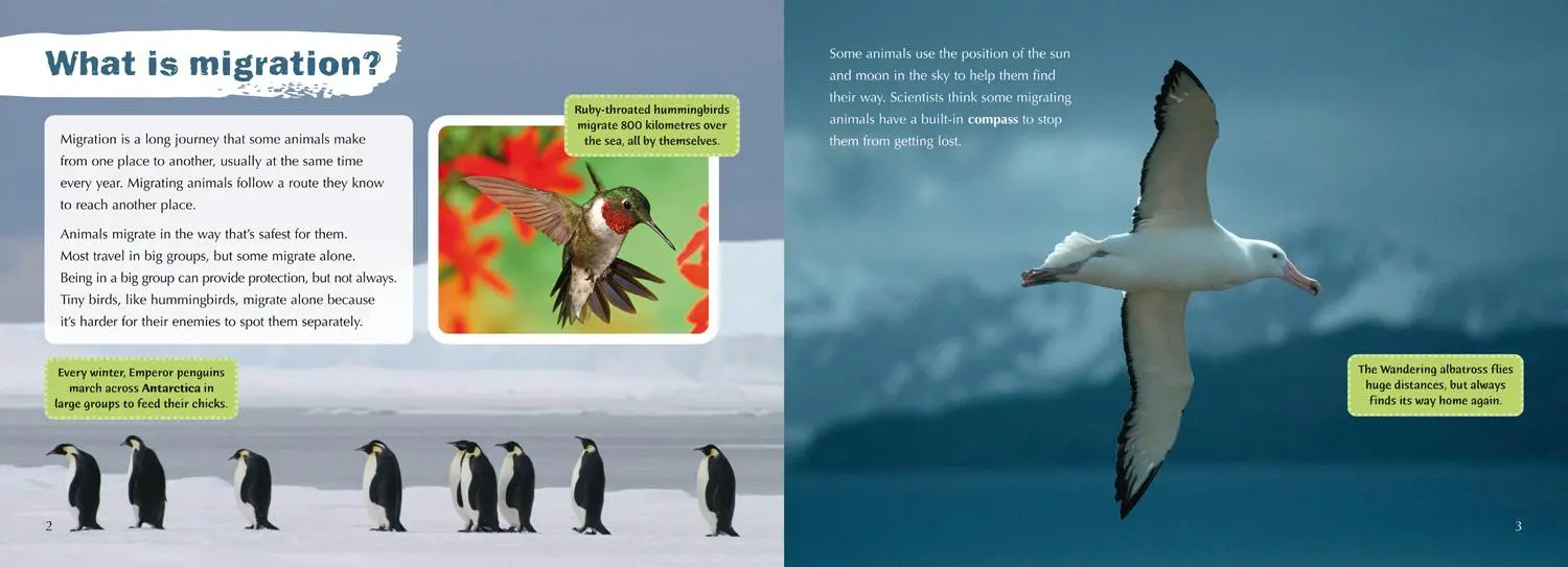 Bild: 9780007336241 | Animals on the Move | Band 12/Copper | Deborah Chancellor | Buch