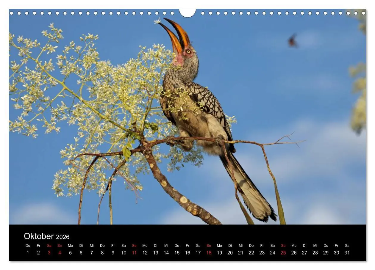 Bild: 9783516206241 | Eindrücke aus Namibia (Wandkalender 2026 DIN A3 quer), CALVENDO...