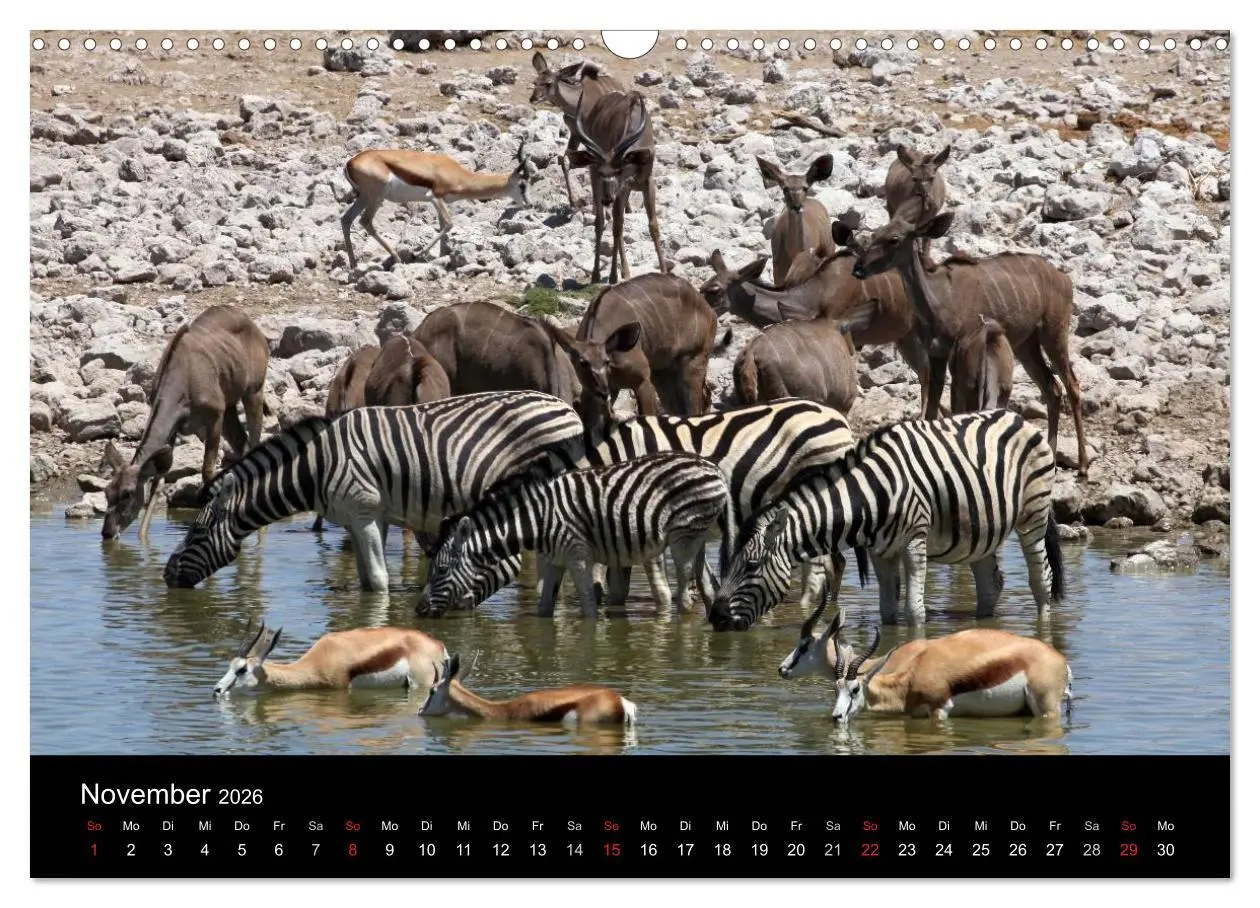 Bild: 9783516206241 | Eindrücke aus Namibia (Wandkalender 2026 DIN A3 quer), CALVENDO...