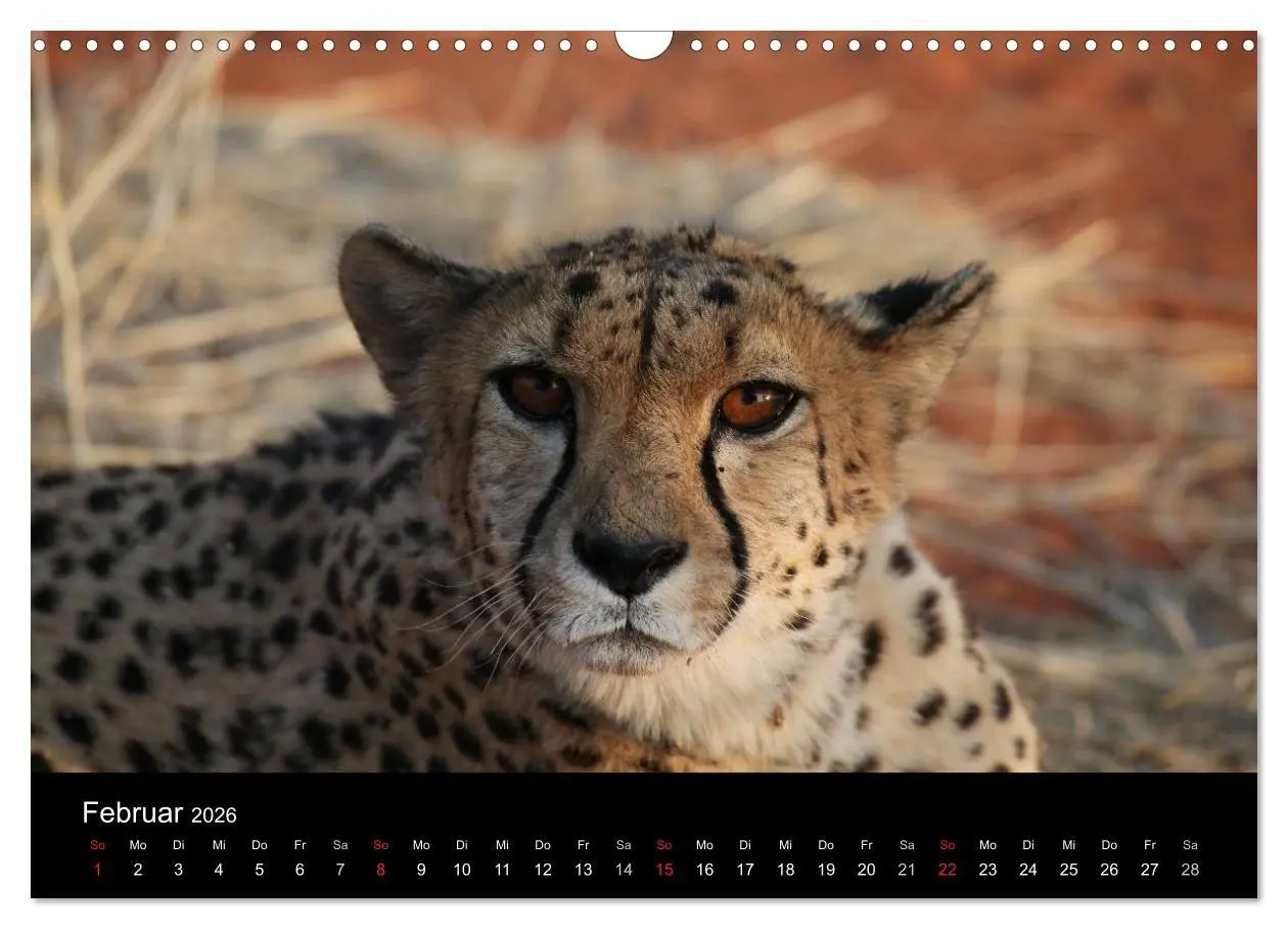 Bild: 9783516206241 | Eindrücke aus Namibia (Wandkalender 2026 DIN A3 quer), CALVENDO...