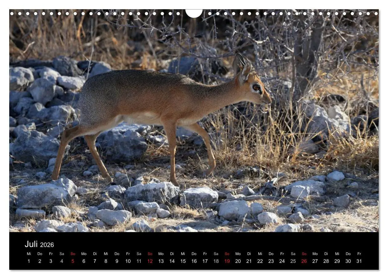 Bild: 9783516206241 | Eindrücke aus Namibia (Wandkalender 2026 DIN A3 quer), CALVENDO...