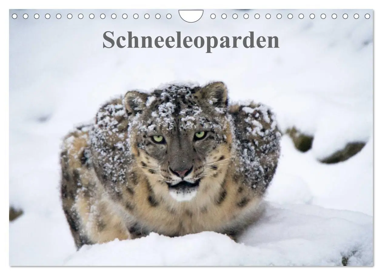 Cover: 9783516056341 | Schneeleoparden (Wandkalender 2026 DIN A4 quer), CALVENDO...
