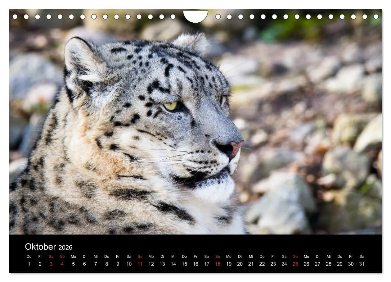 Bild: 9783516056341 | Schneeleoparden (Wandkalender 2026 DIN A4 quer), CALVENDO...