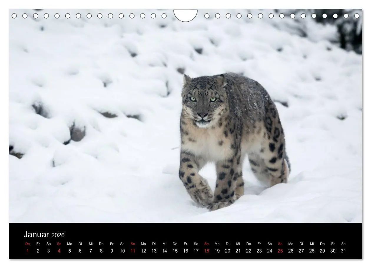 Bild: 9783516056341 | Schneeleoparden (Wandkalender 2026 DIN A4 quer), CALVENDO...