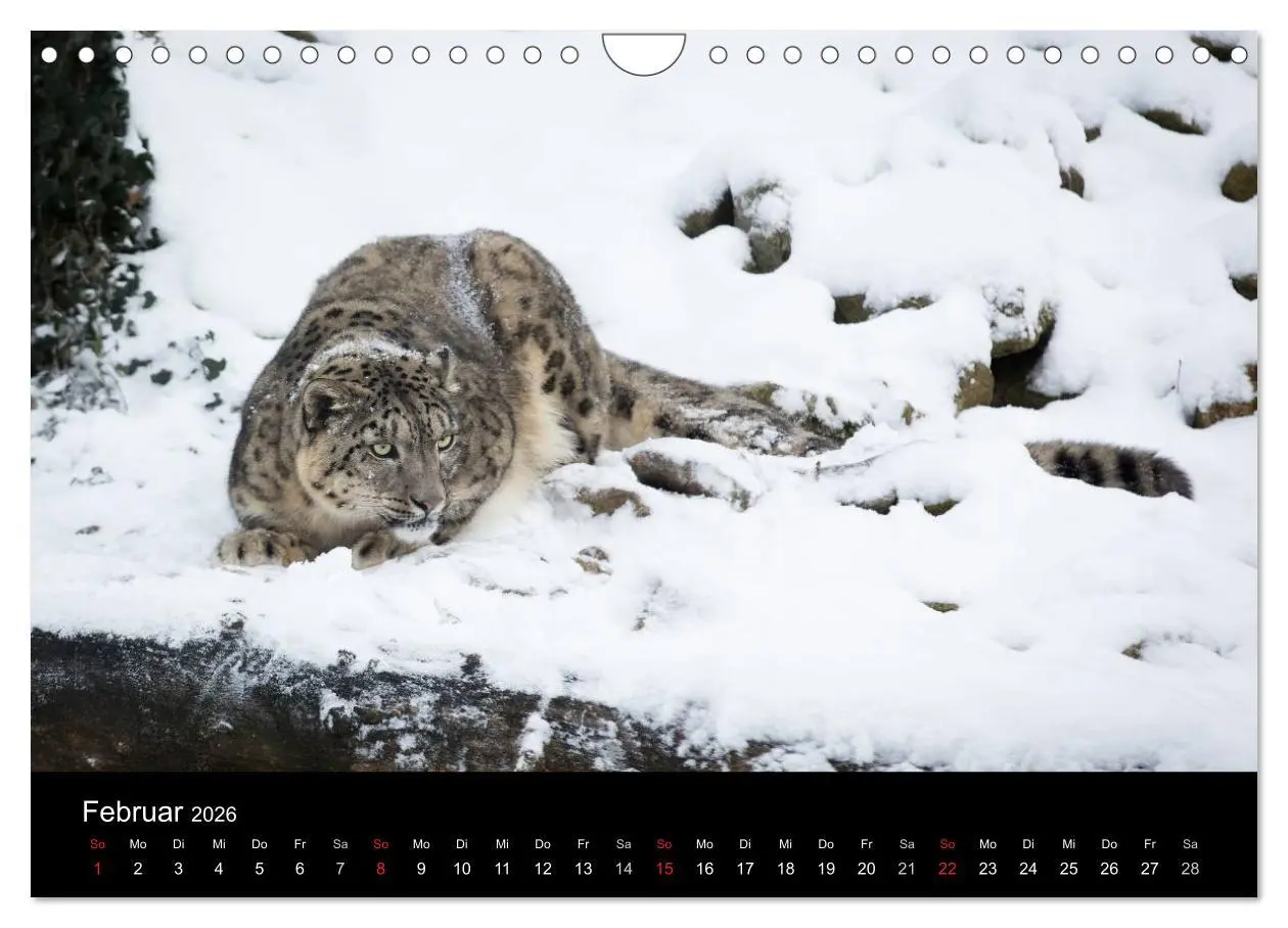 Bild: 9783516056341 | Schneeleoparden (Wandkalender 2026 DIN A4 quer), CALVENDO...