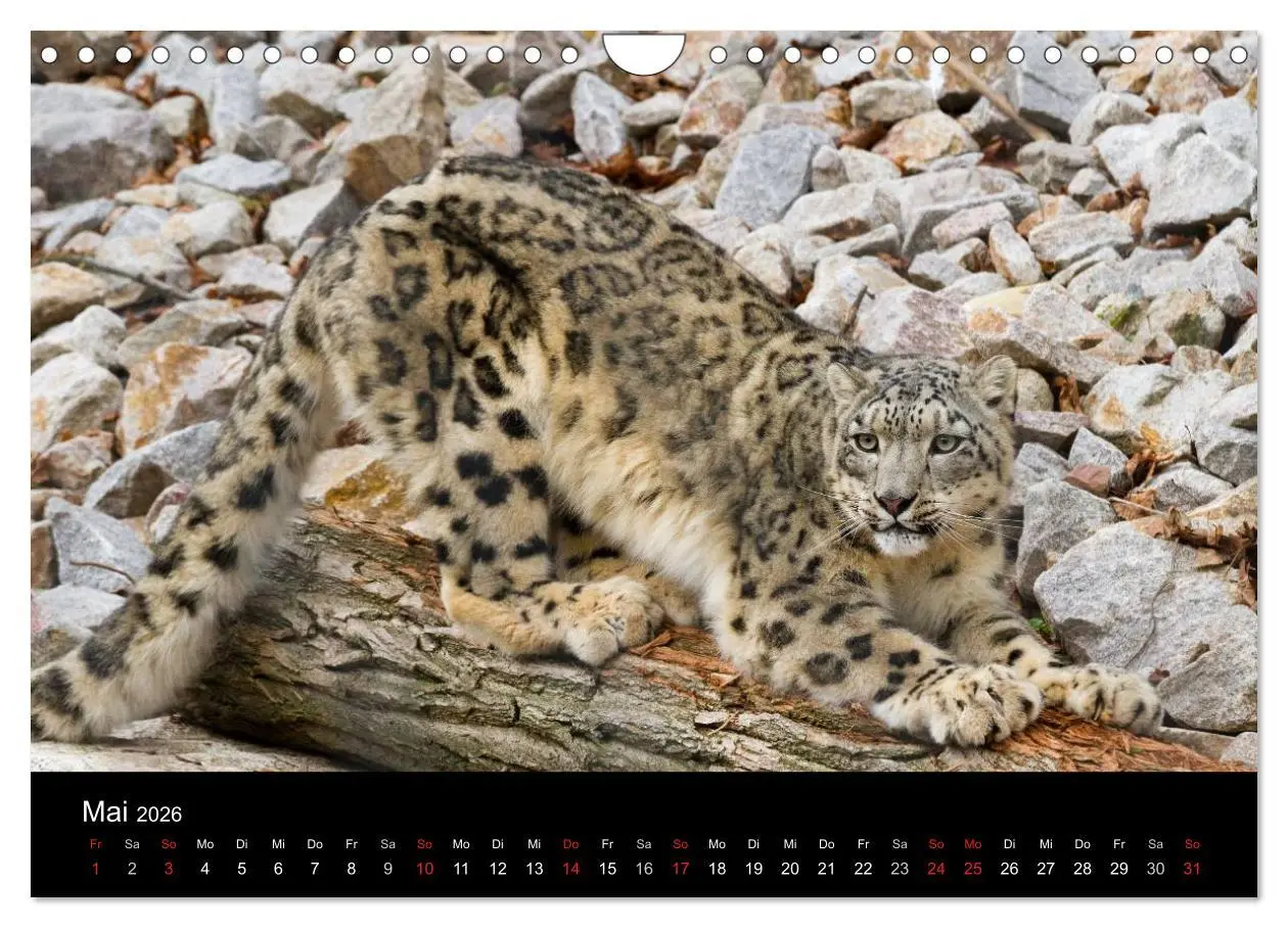 Bild: 9783516056341 | Schneeleoparden (Wandkalender 2026 DIN A4 quer), CALVENDO...
