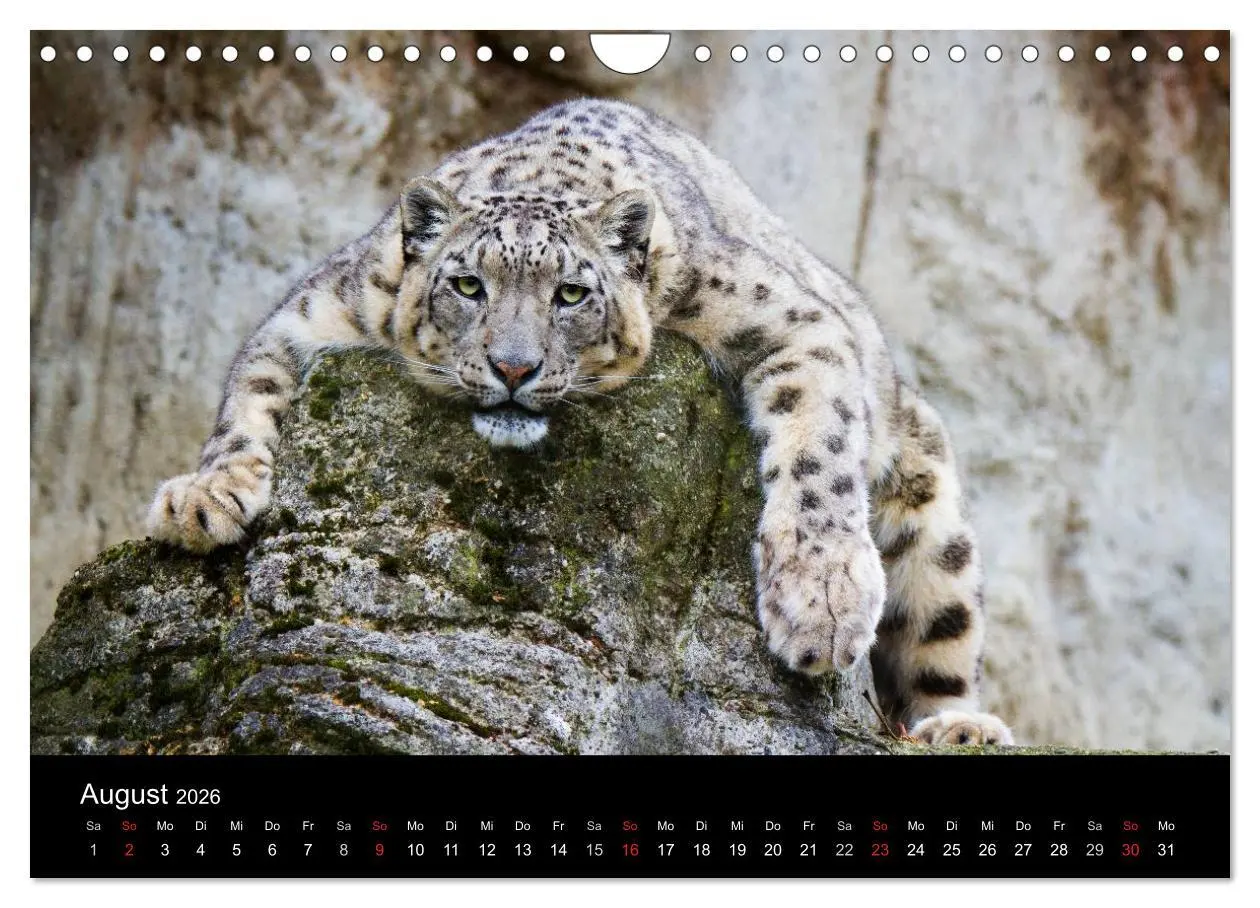 Bild: 9783516056341 | Schneeleoparden (Wandkalender 2026 DIN A4 quer), CALVENDO...