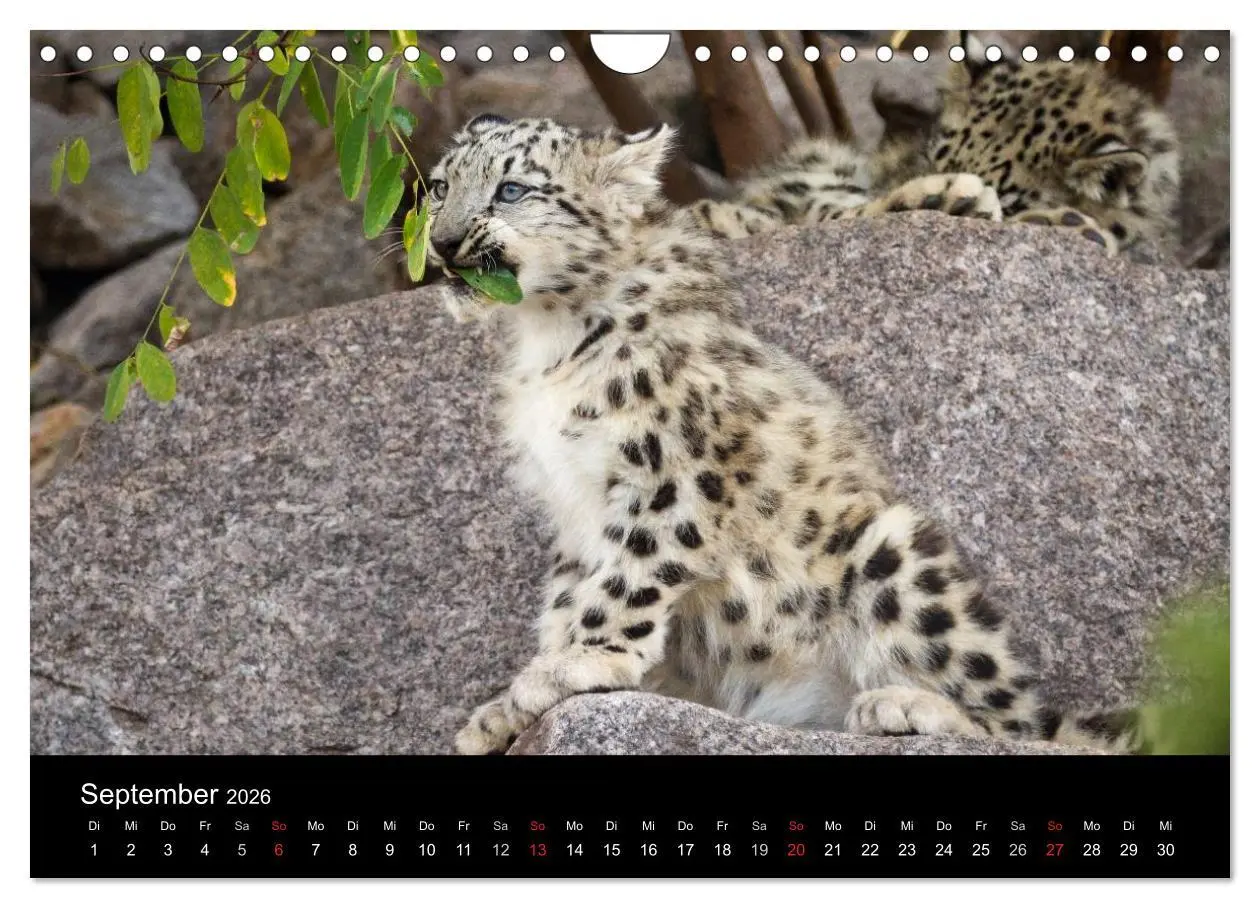 Bild: 9783516056341 | Schneeleoparden (Wandkalender 2026 DIN A4 quer), CALVENDO...