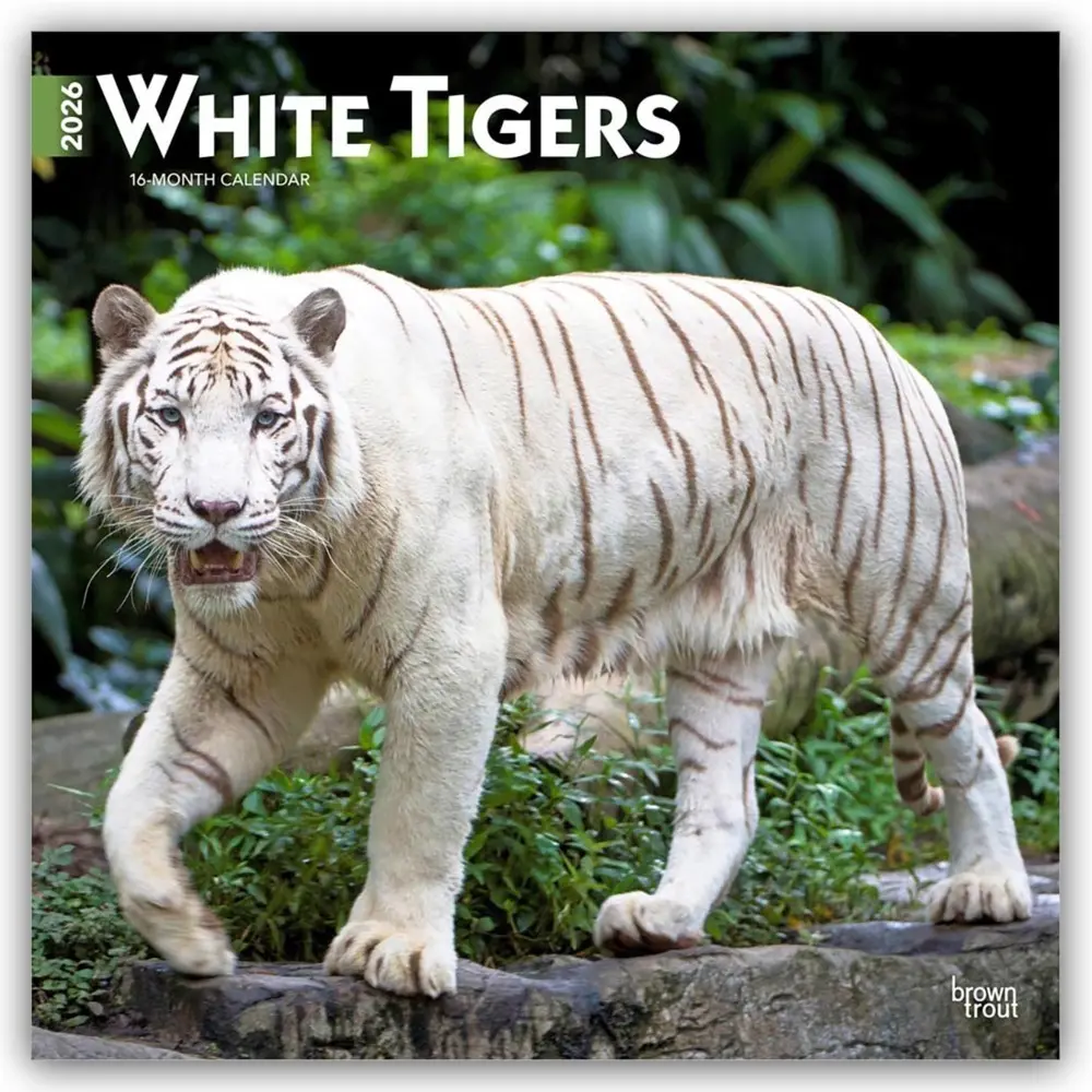 Cover: 9798330706341 | White Tigers 2026 12 X 24 Inch (Hanging) Monthly Square Wall...