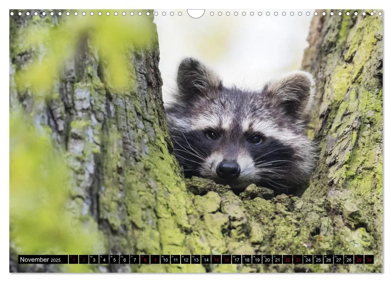 Bild: 9783435176441 | Kassels Waschbären (Wandkalender 2025 DIN A3 quer), CALVENDO...