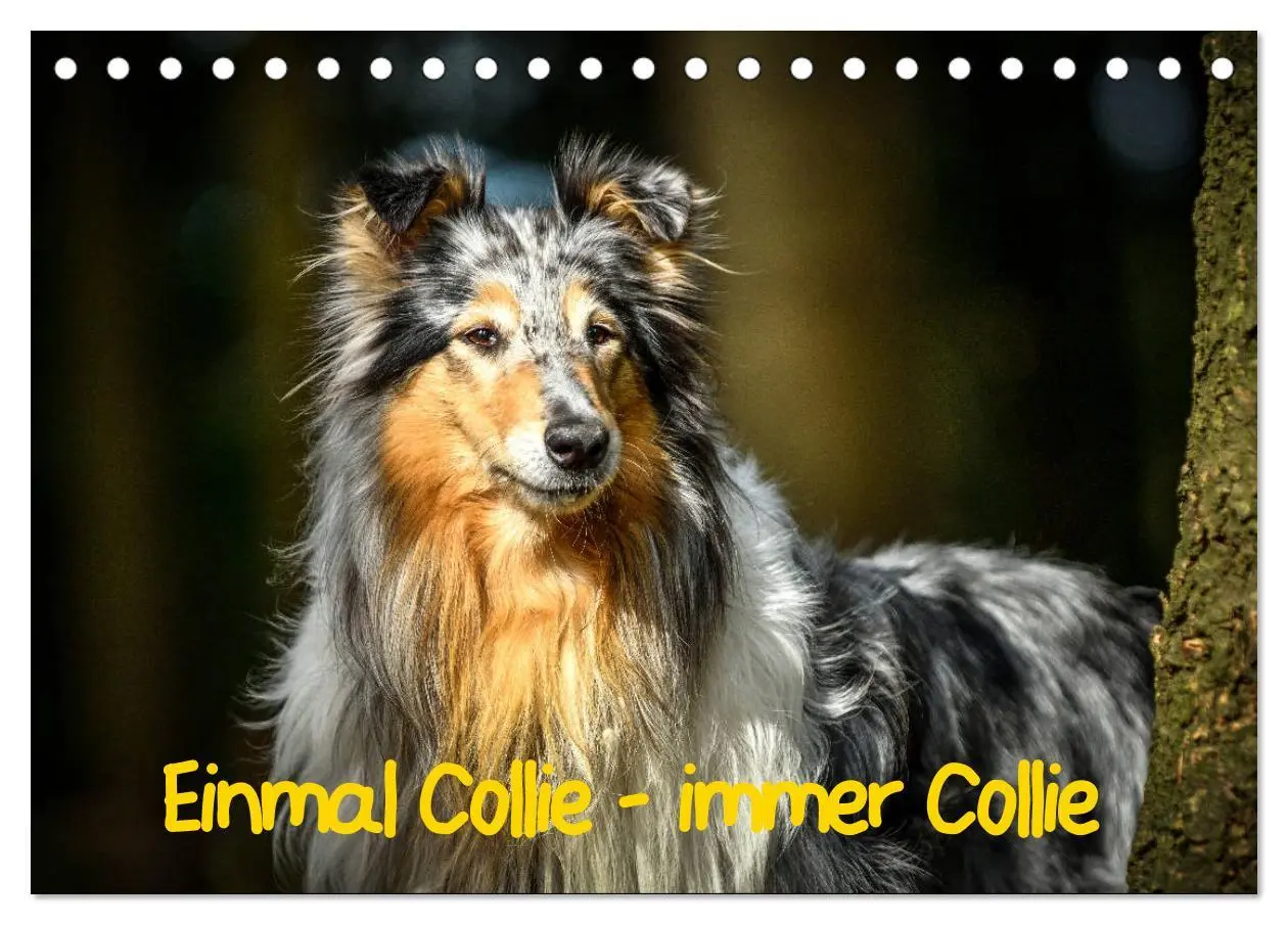 Cover: 9783457936641 | Einmal Collie - immer Collie (Tischkalender 2026 DIN A5 quer),...