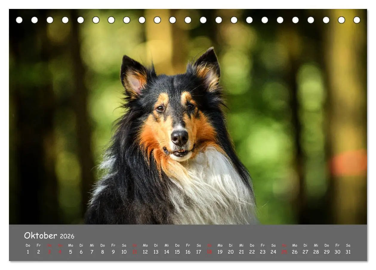 Bild: 9783457936641 | Einmal Collie - immer Collie (Tischkalender 2026 DIN A5 quer),...