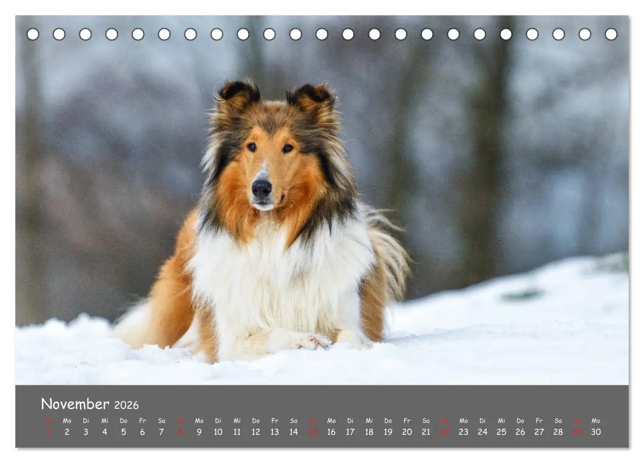Bild: 9783457936641 | Einmal Collie - immer Collie (Tischkalender 2026 DIN A5 quer),...