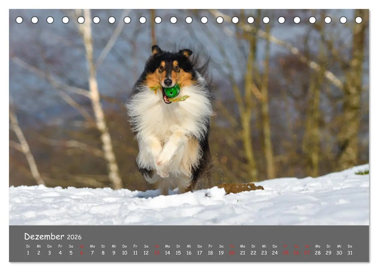 Bild: 9783457936641 | Einmal Collie - immer Collie (Tischkalender 2026 DIN A5 quer),...