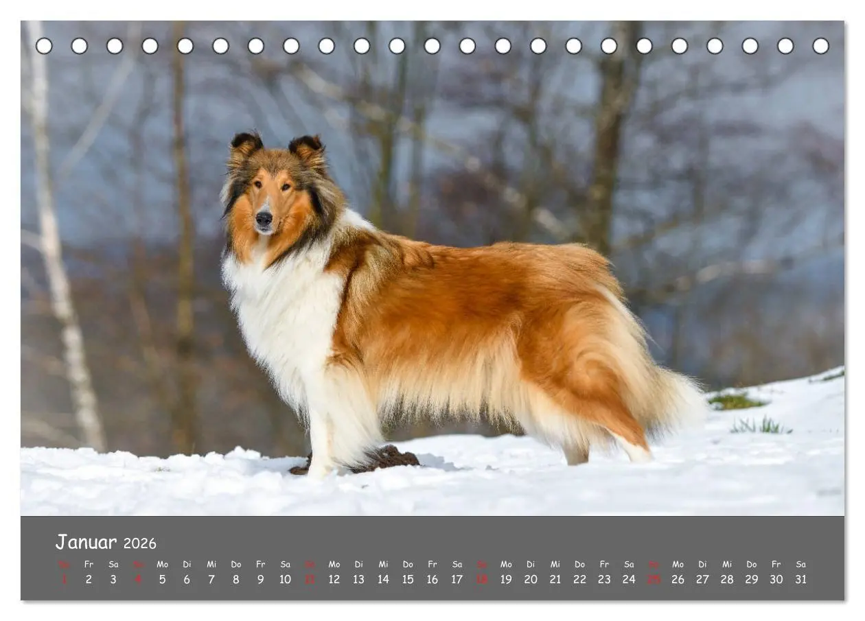 Bild: 9783457936641 | Einmal Collie - immer Collie (Tischkalender 2026 DIN A5 quer),...