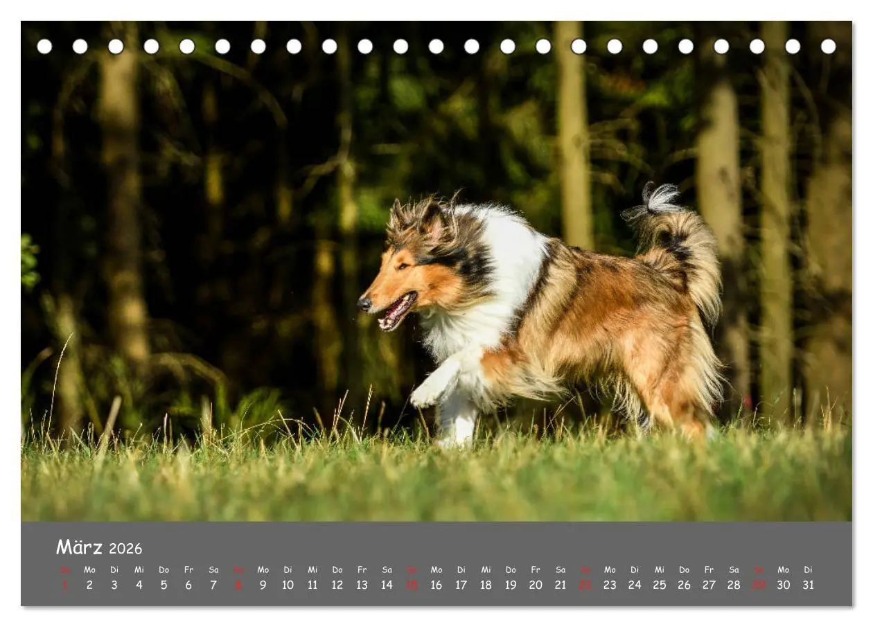 Bild: 9783457936641 | Einmal Collie - immer Collie (Tischkalender 2026 DIN A5 quer),...