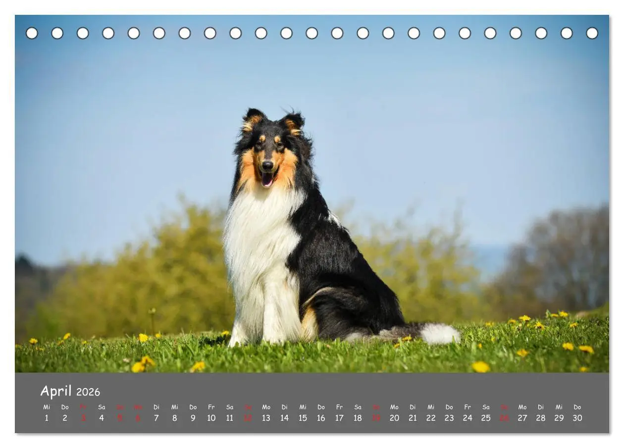 Bild: 9783457936641 | Einmal Collie - immer Collie (Tischkalender 2026 DIN A5 quer),...