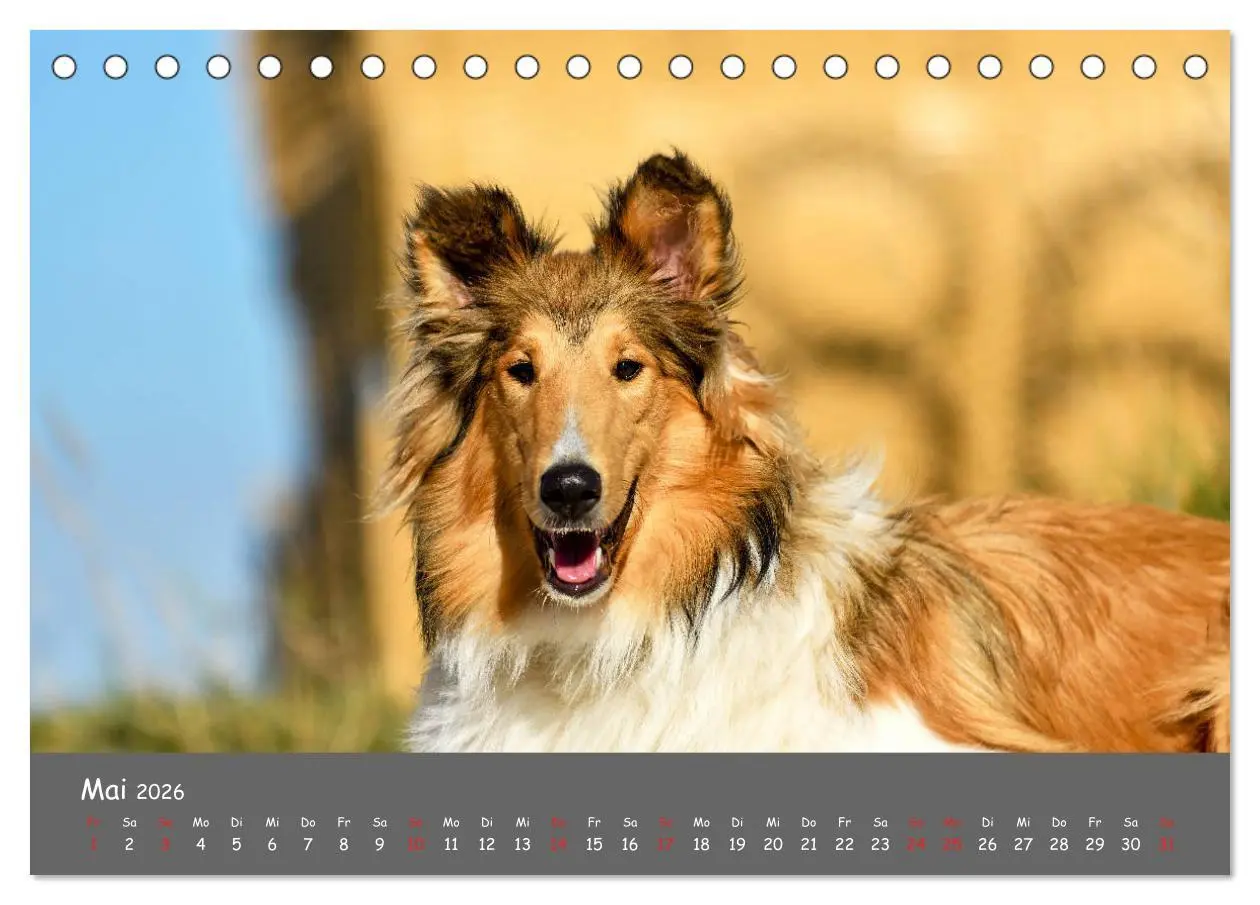 Bild: 9783457936641 | Einmal Collie - immer Collie (Tischkalender 2026 DIN A5 quer),...