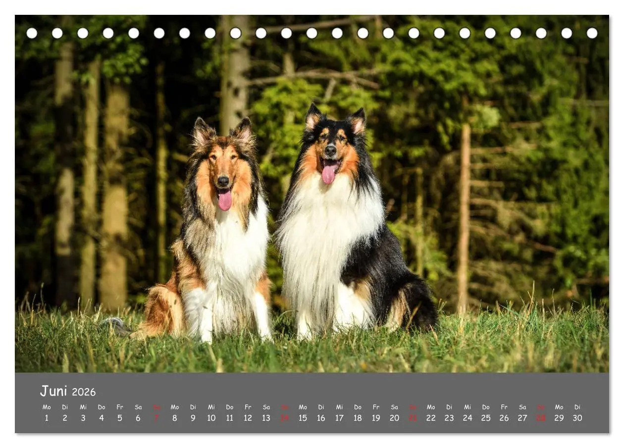 Bild: 9783457936641 | Einmal Collie - immer Collie (Tischkalender 2026 DIN A5 quer),...