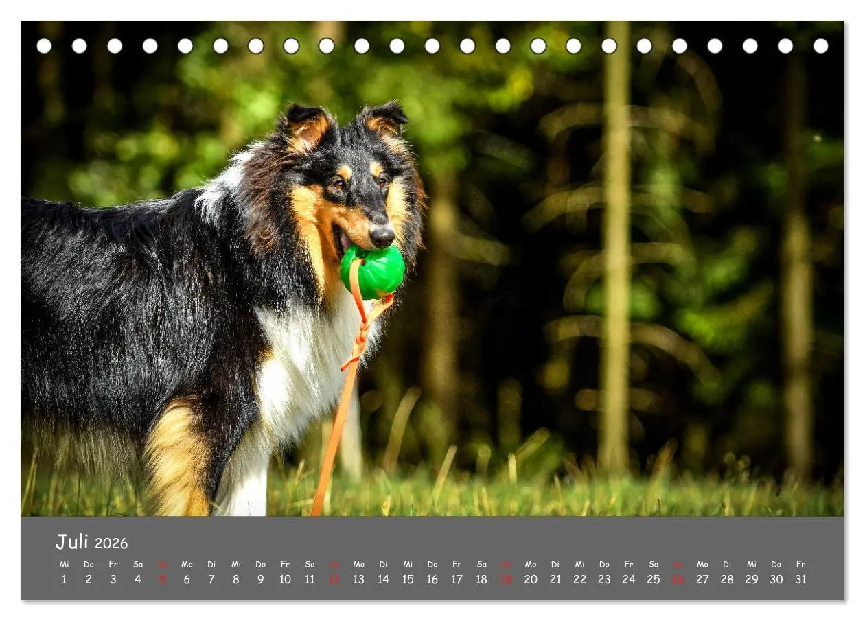 Bild: 9783457936641 | Einmal Collie - immer Collie (Tischkalender 2026 DIN A5 quer),...