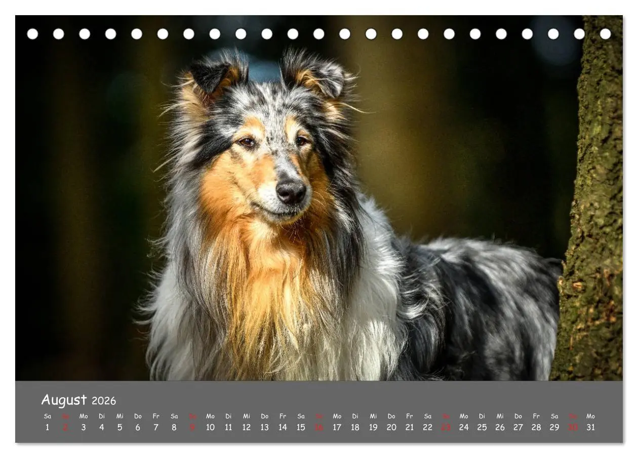 Bild: 9783457936641 | Einmal Collie - immer Collie (Tischkalender 2026 DIN A5 quer),...