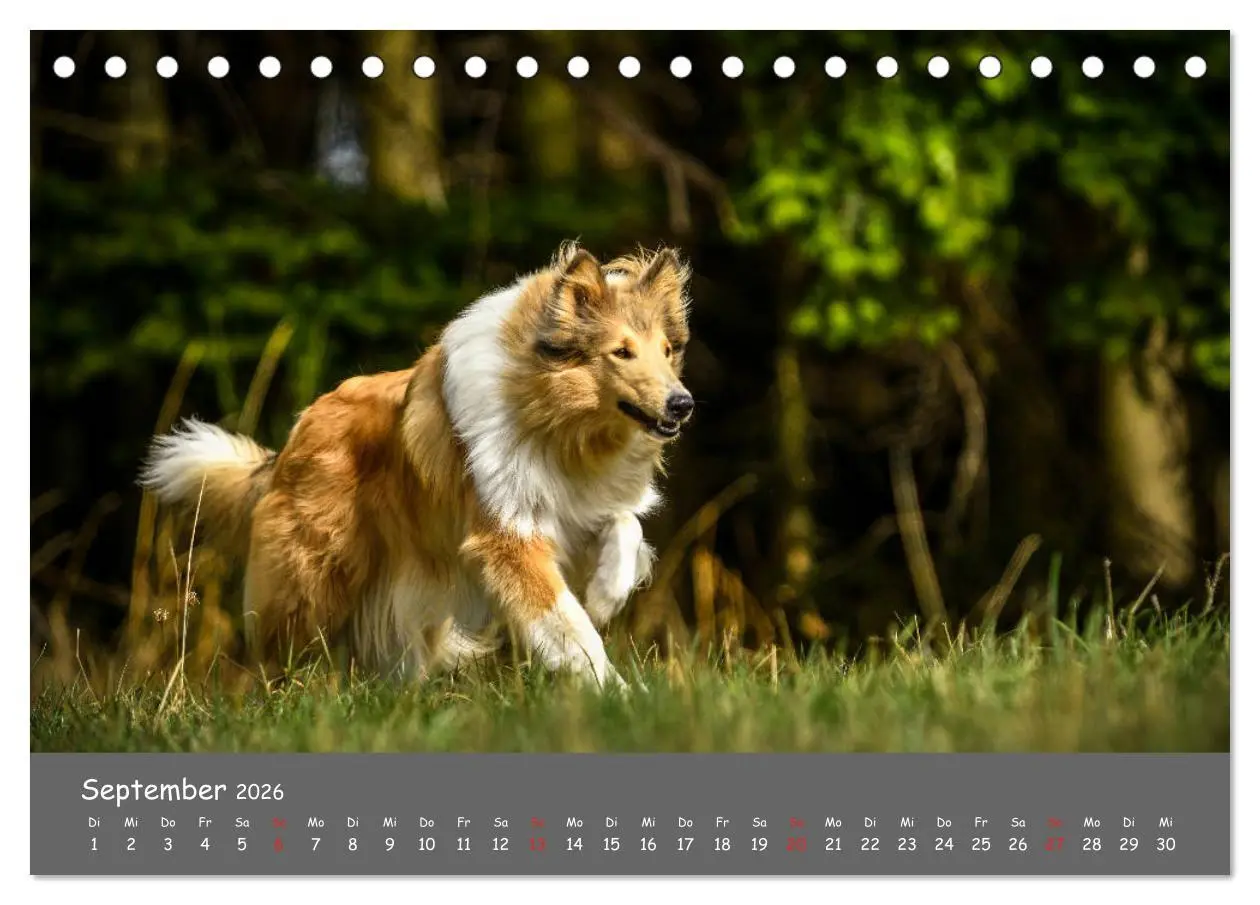 Bild: 9783457936641 | Einmal Collie - immer Collie (Tischkalender 2026 DIN A5 quer),...