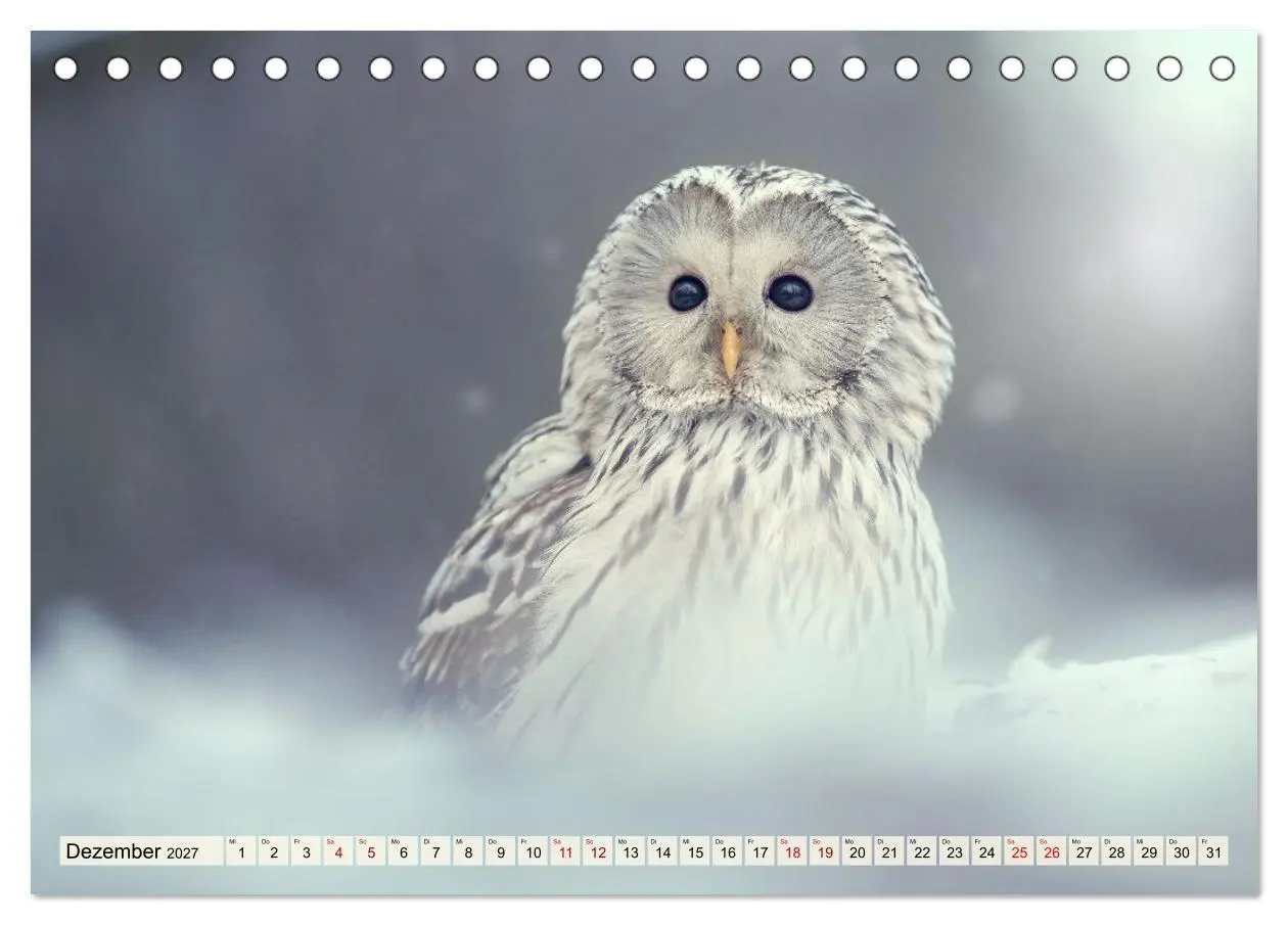 Bild: 9783516956641 | Eulen - schön und geheimnisvoll (Tischkalender 2027 DIN A5 quer),...