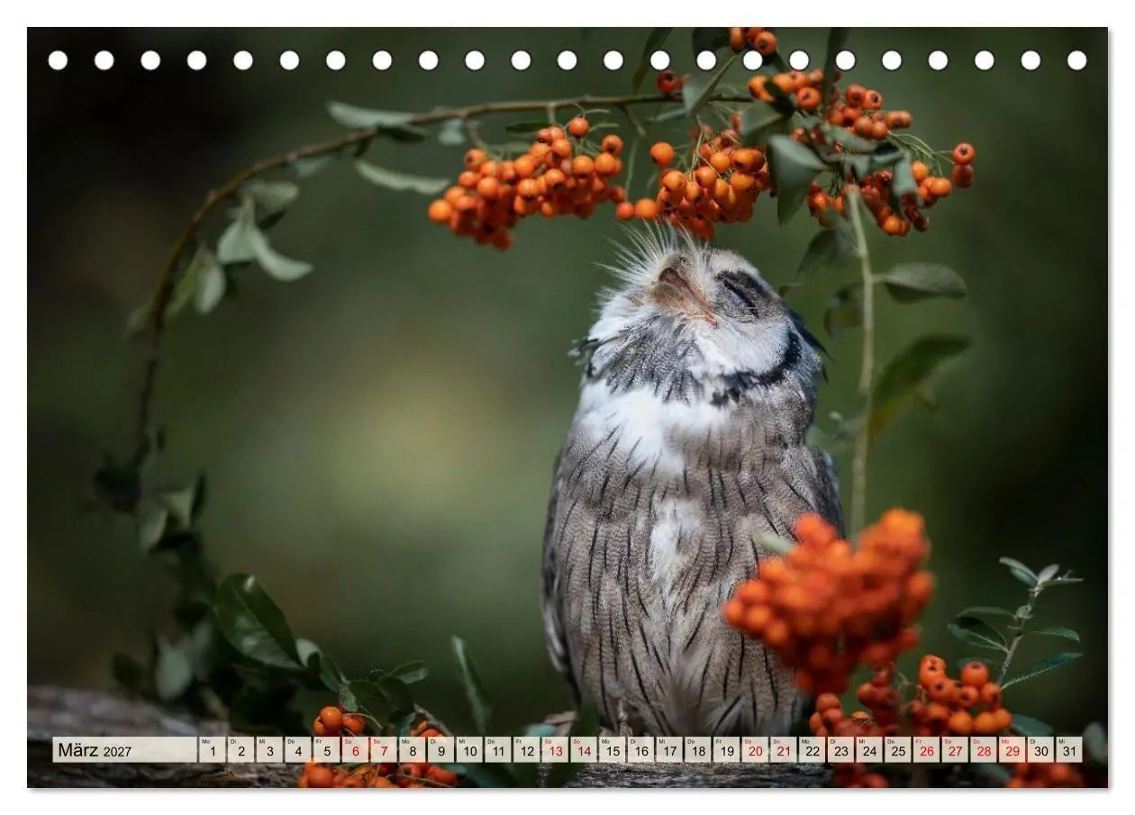 Bild: 9783516956641 | Eulen - schön und geheimnisvoll (Tischkalender 2027 DIN A5 quer),...