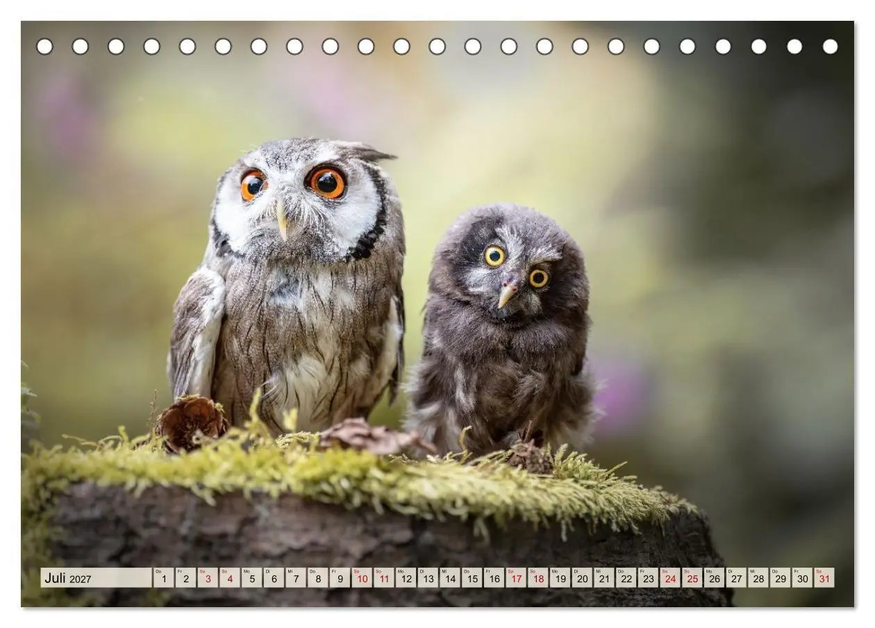 Bild: 9783516956641 | Eulen - schön und geheimnisvoll (Tischkalender 2027 DIN A5 quer),...