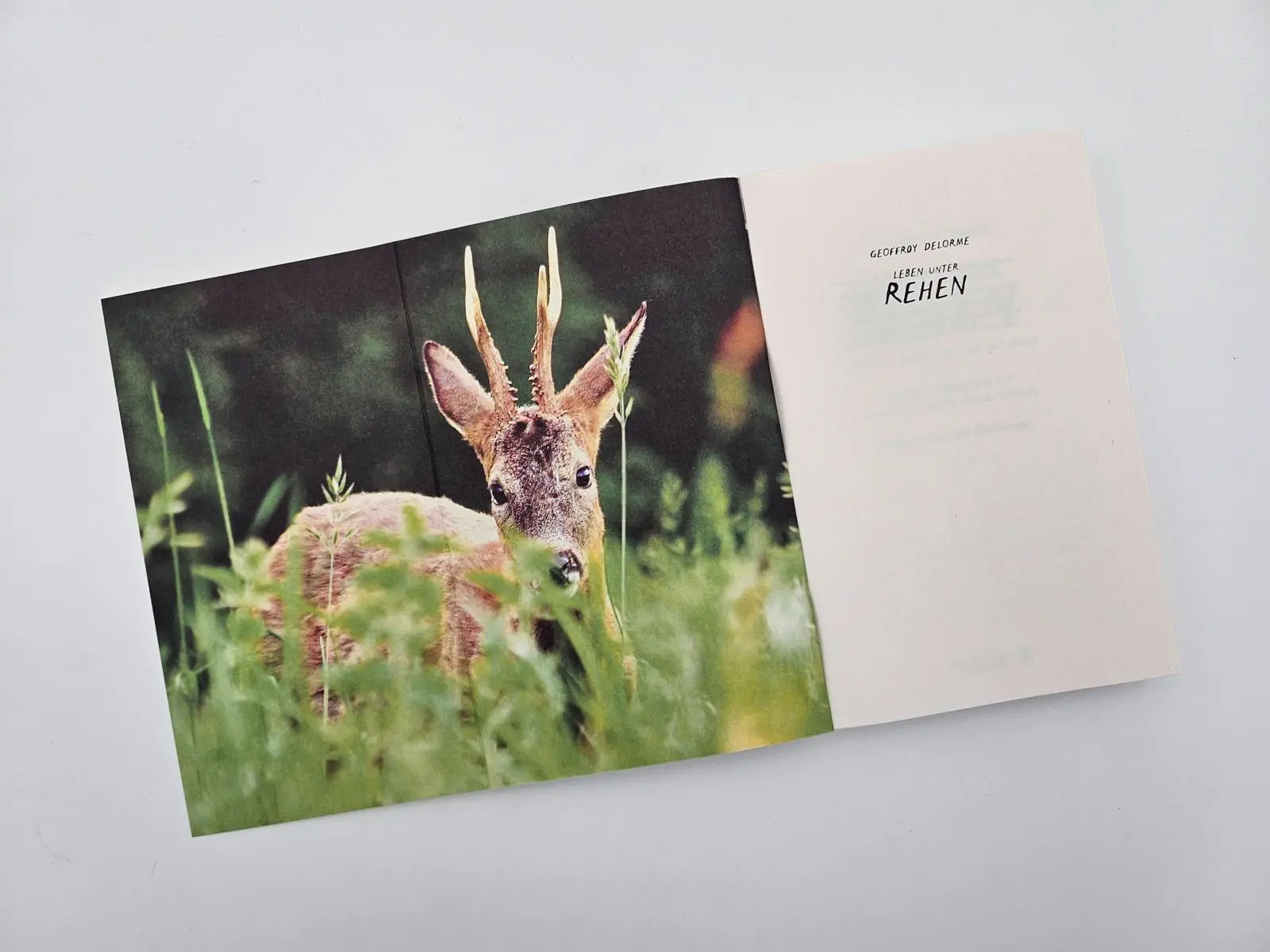 Bild: 9783492406741 | Leben unter Rehen | Geoffroy Delorme | Taschenbuch | 240 S. | Deutsch
