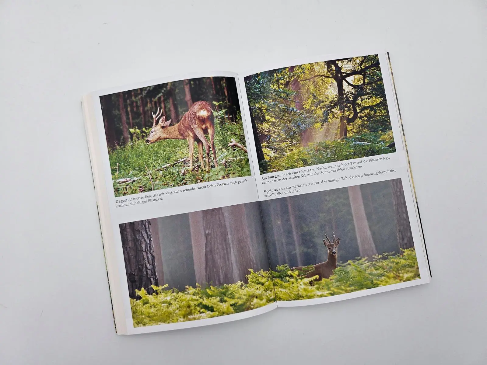 Bild: 9783492406741 | Leben unter Rehen | Geoffroy Delorme | Taschenbuch | 240 S. | Deutsch