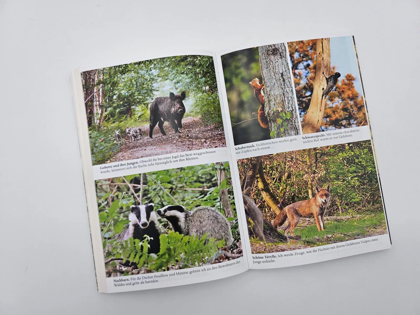 Bild: 9783492406741 | Leben unter Rehen | Geoffroy Delorme | Taschenbuch | 240 S. | Deutsch