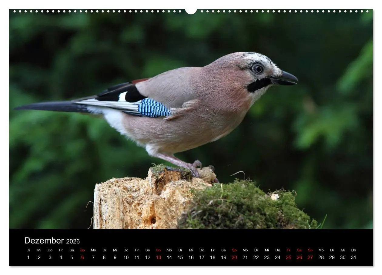 Bild: 9783516016741 | Eichelhäher der Waldpolizist (hochwertiger Premium Wandkalender...