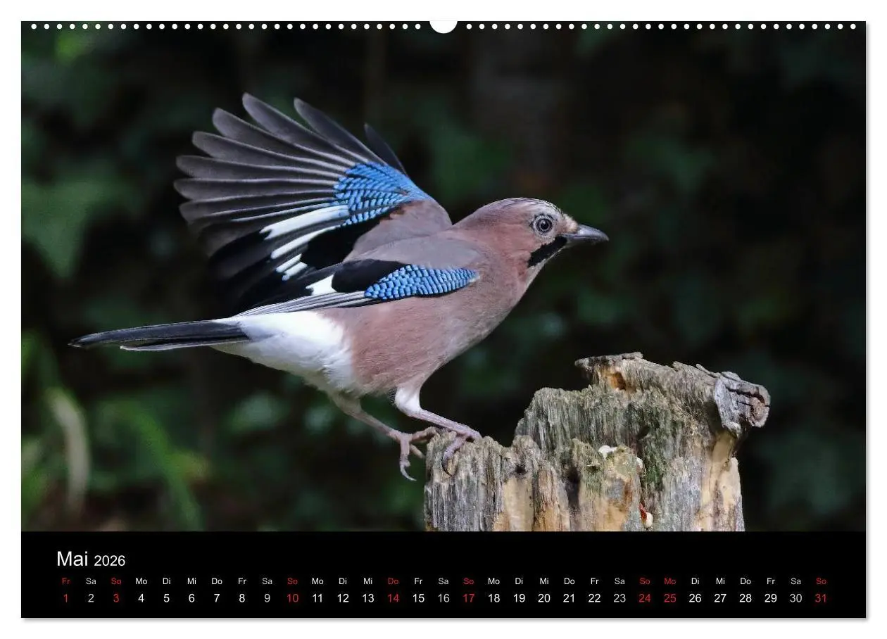 Bild: 9783516016741 | Eichelhäher der Waldpolizist (hochwertiger Premium Wandkalender...