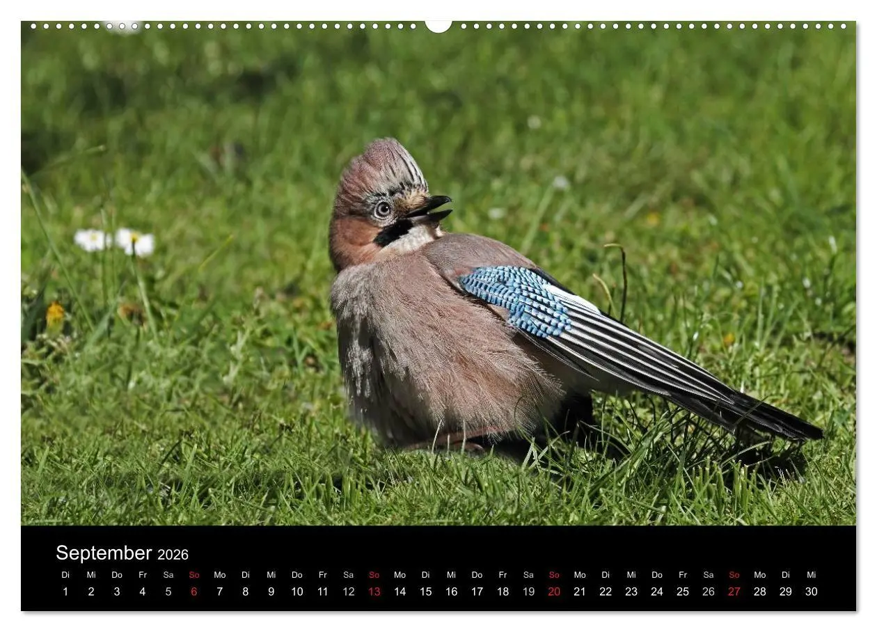 Bild: 9783516016741 | Eichelhäher der Waldpolizist (hochwertiger Premium Wandkalender...
