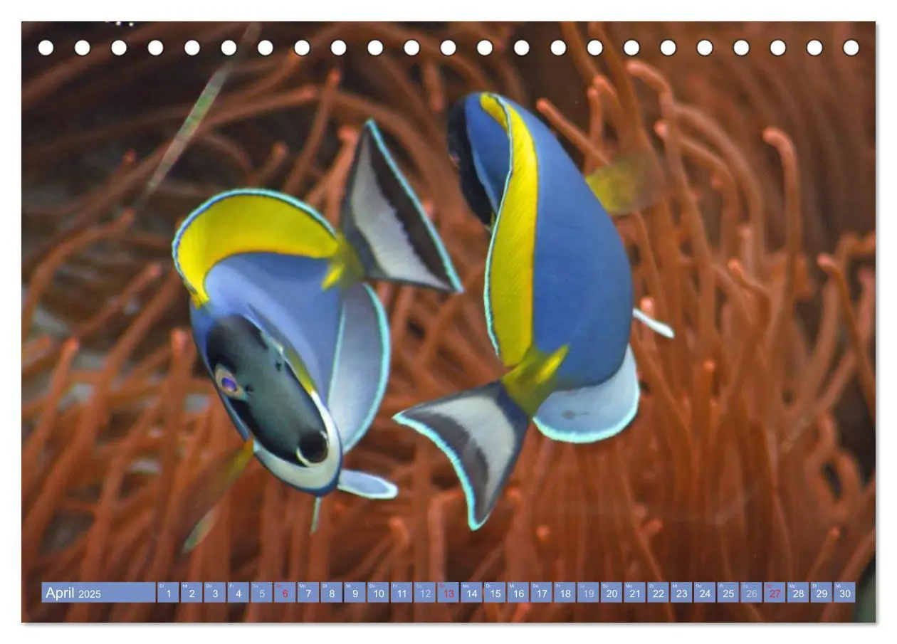 Bild: 9783435756841 | Bunte Welt der Fische (Tischkalender 2025 DIN A5 quer), CALVENDO...