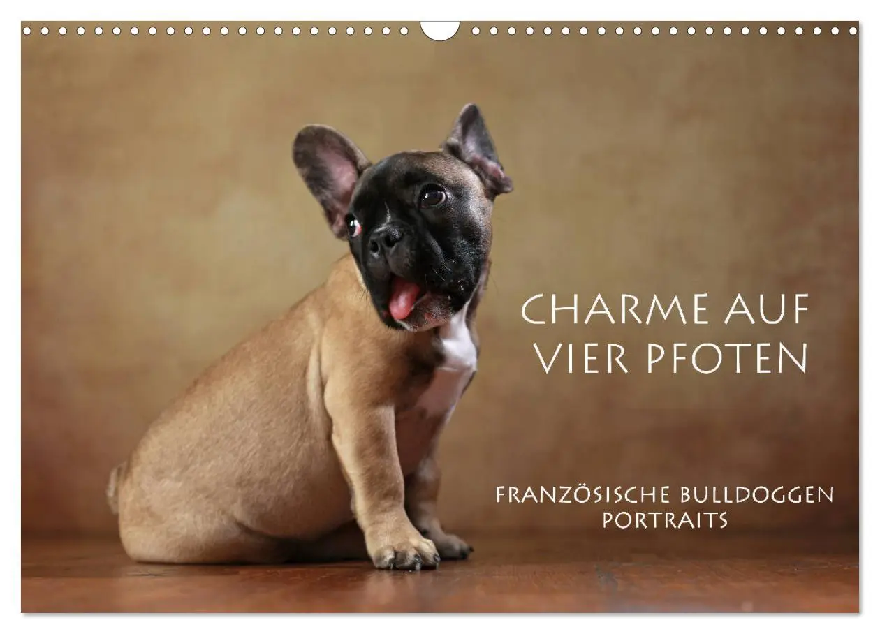 Cover: 9783457897041 | Charme auf vier Pfoten - Französische Bulldoggen Portraits...