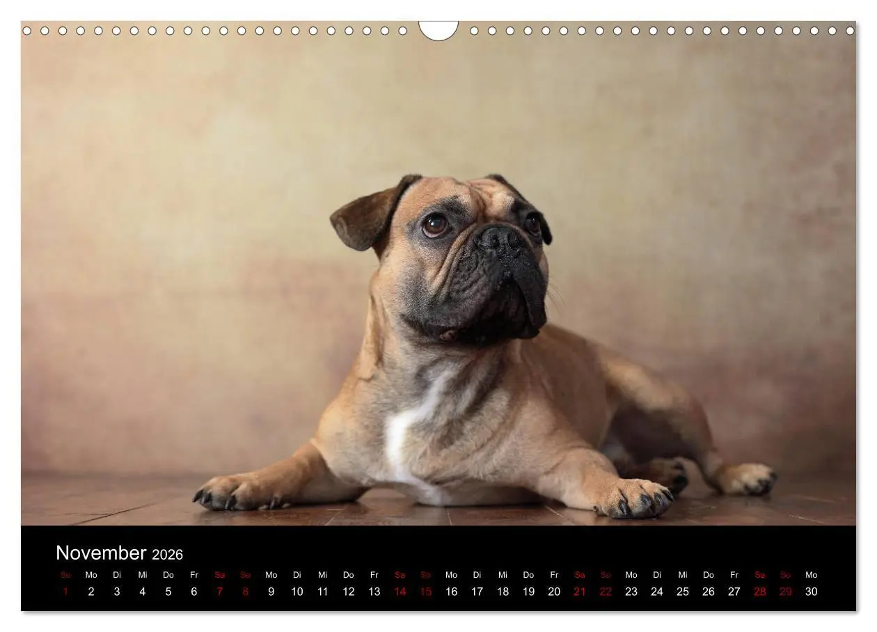Bild: 9783457897041 | Charme auf vier Pfoten - Französische Bulldoggen Portraits...