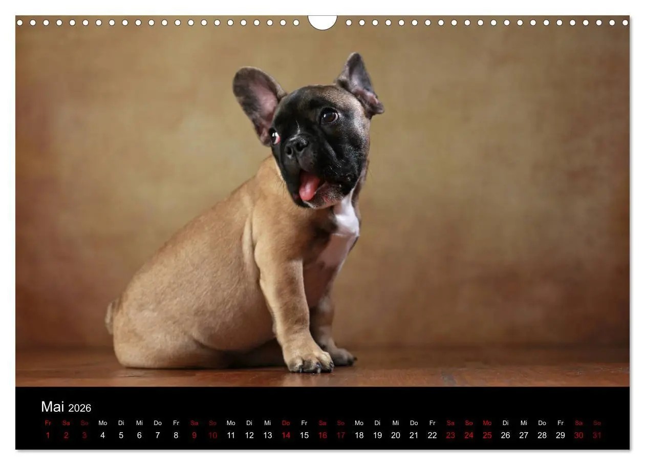 Bild: 9783457897041 | Charme auf vier Pfoten - Französische Bulldoggen Portraits...